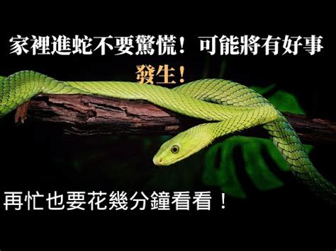 家中有蛇 寓意|【家裡有蛇 代表】家中驚現蛇跡！代表吉兆還是凶兆？